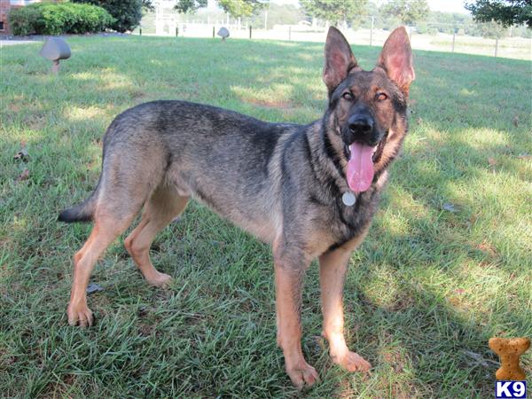 Dogs for Sale in TN
