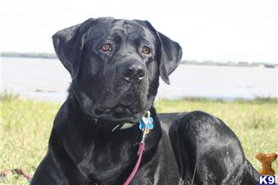 Stud Dogs in WI