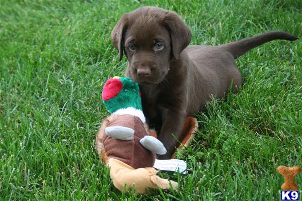 golden retriever puppies for sale in alabama. golden retriever puppies for sale in wisconsin.