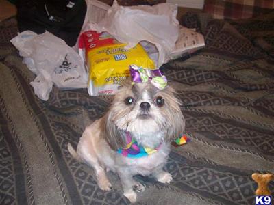 Dogs for Sale