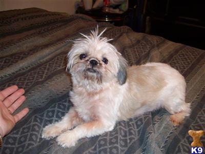 Dogs for Sale