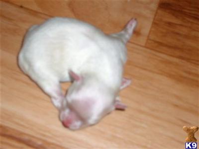 Maltese Puppies in TX