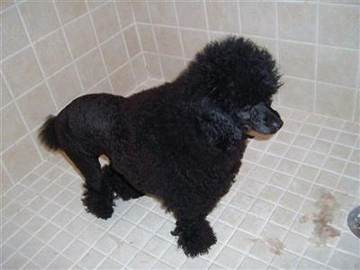 Dogs for Sale