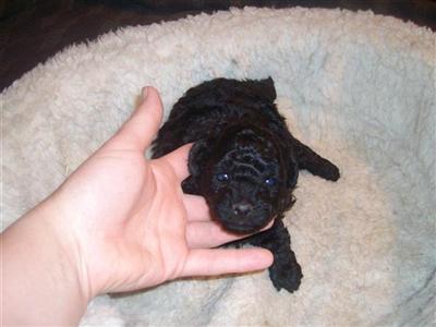 Poodle Puppies in TX