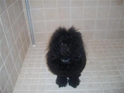 Dogs - Poodle