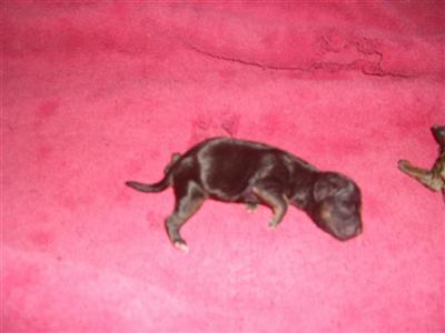 Yorkshire Terrier Puppies in TX