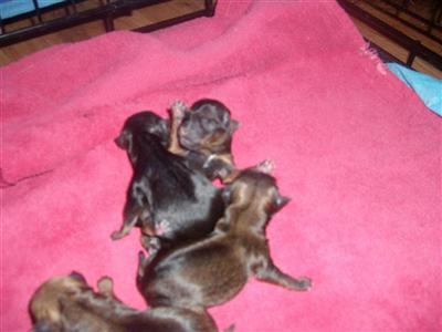 Chihuahua Puppies in TX