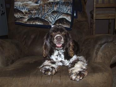 Dogs for Sale