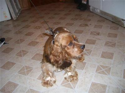 Dogs - Cocker Spaniel