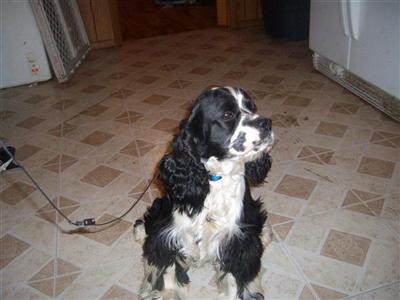 Dogs for Sale