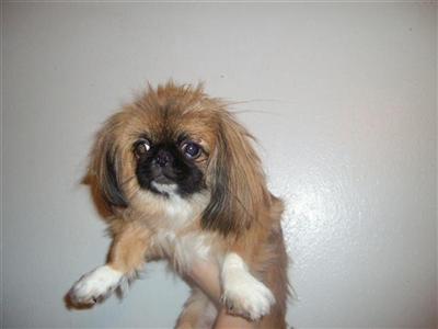 Dogs for Sale