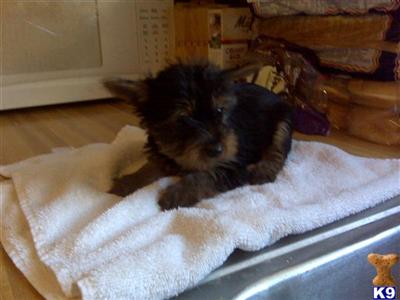 Yorkshire Terrier Puppies in TX