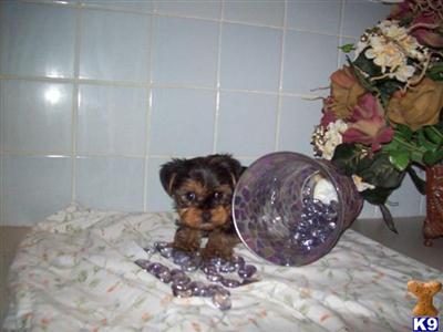 Yorkshire Terrier Puppies in TX