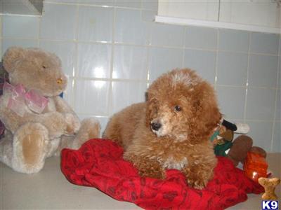 Hypoallergenic Dogs