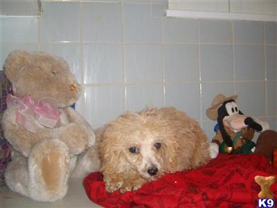 Hypoallergenic Dogs