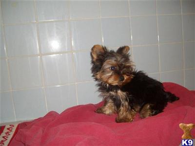 Hypoallergenic Dogs