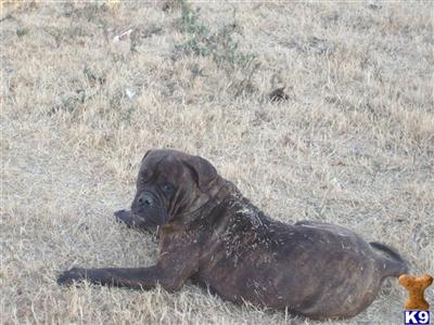Dogs for Sale