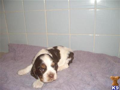 Cocker Spaniel Puppies in TX