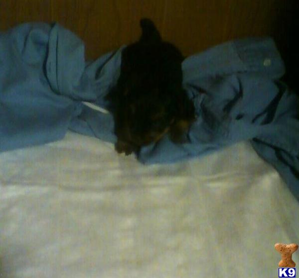 Yorkshire Terrier Puppies in TX