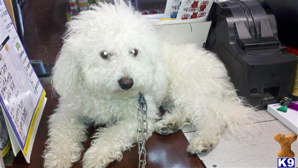 Stud Dogs - Bichon Frise