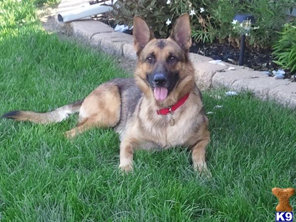 Stud Dogs in IL