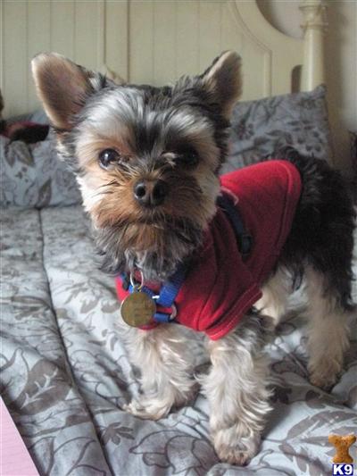 Stud Dog