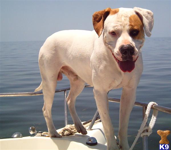 Stud Dogs - American Bulldog