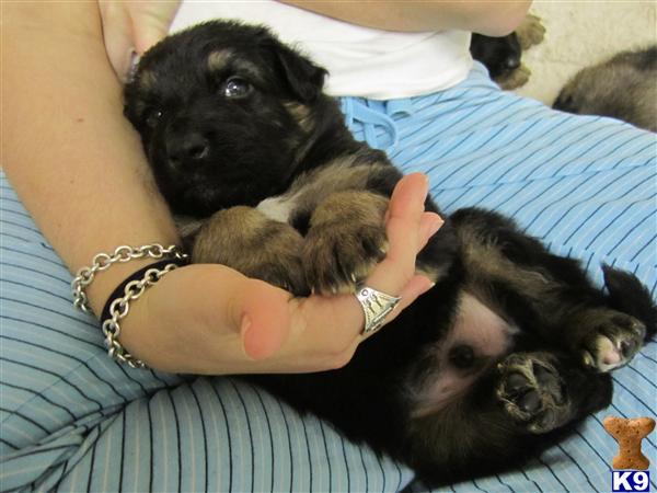 Puppies in IN