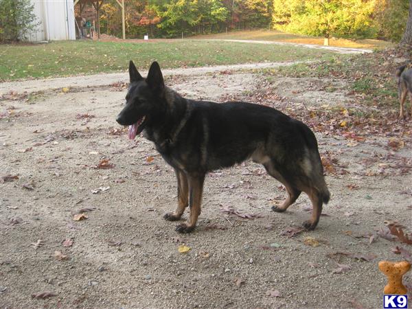 Stud Dogs - German Shepherd