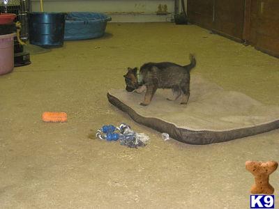 German Shepherd Puppies in NC