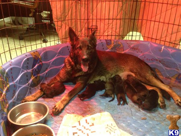 White German Shepherd Puppies Nc For Sale