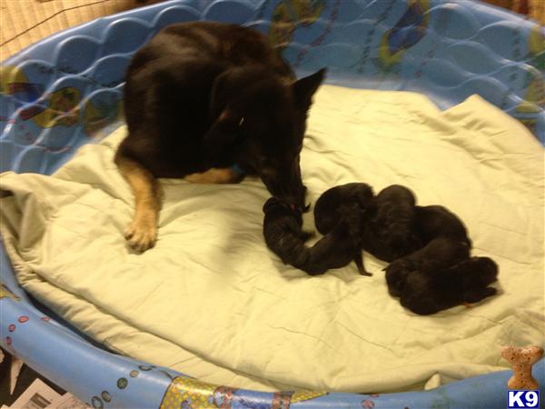 German Shepherd Puppies in NC