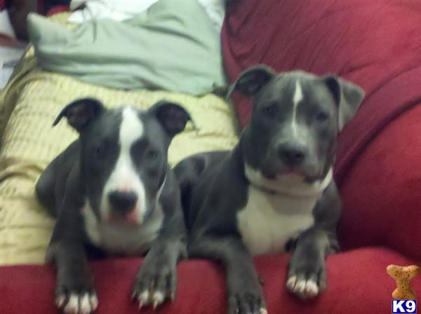 Puppies in AZ