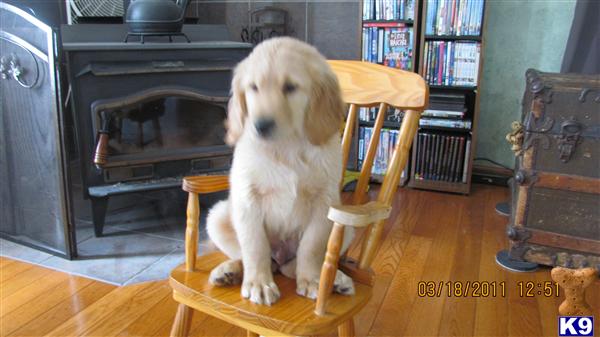 golden retriever puppies for sale in michigan. Golden Retriever Puppies in MI