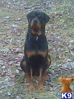 Stud Dogs - Rottweiler