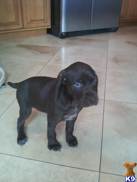 German Shorthaired Pointer Short Haired German Pointer Puppies. German Shorthaired Pointer