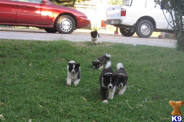 Puppies in Gilbert