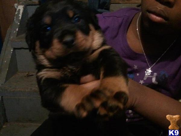 Puppies in Dayton