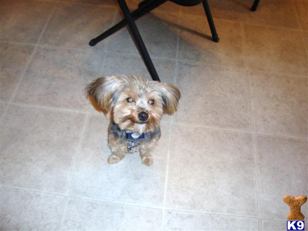 Stud Dogs - Yorkshire Terrier