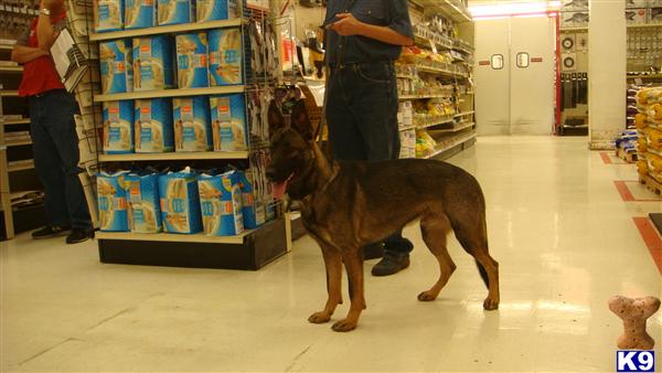 Dogs for Sale in NC