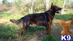 Dogs for Sale in NC