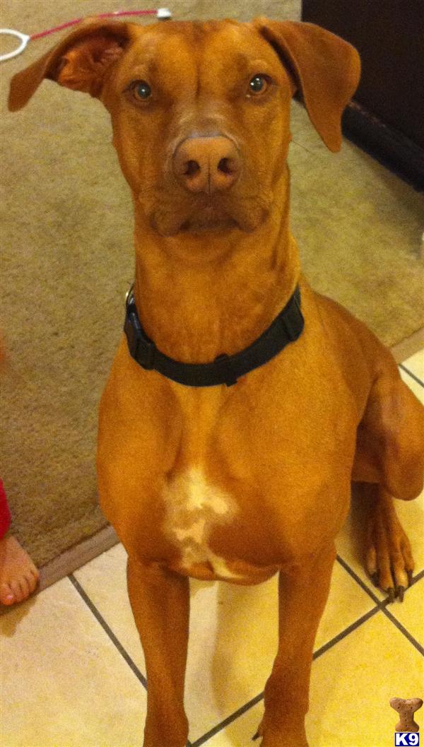 Stud Dogs - Rhodesian Ridgeback