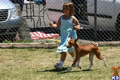 Puppies in Phoenix