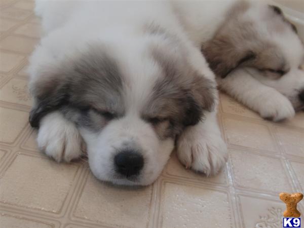 Great Pyrenees Puppies