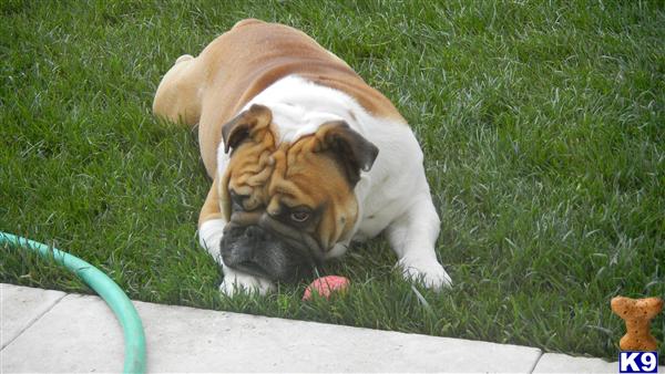 Stud Dogs - English Bulldog