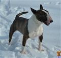 Bull Terrier