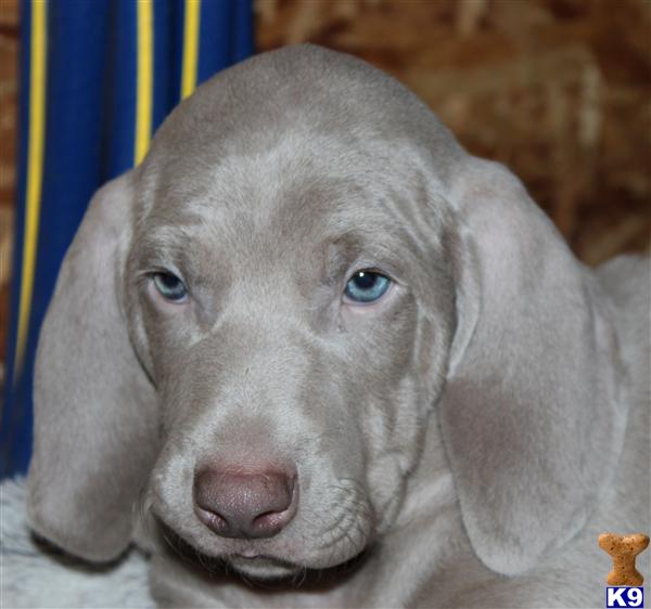 weinheimer puppy weinheimer on weimaraner beaches in florida and weimaraner puppies weinheimer puppy weinheimer on weimaraner beaches in florida and weimaraner puppies