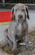 Weimaraner