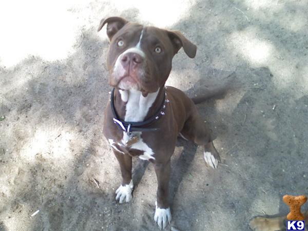 Stud Dogs in AZ