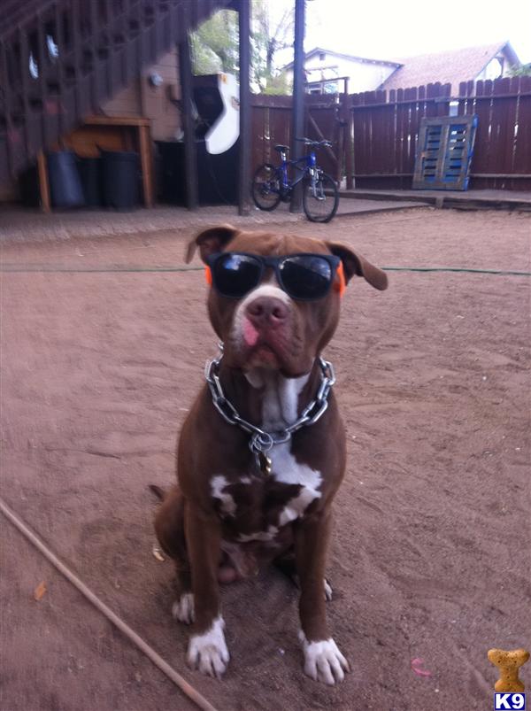 Stud Dogs - American Pit Bull